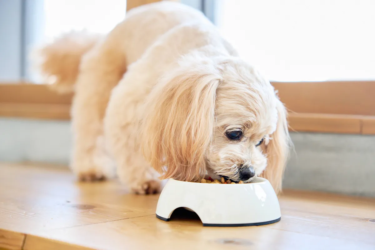 愛犬の健康を考えた特別なフードを提供